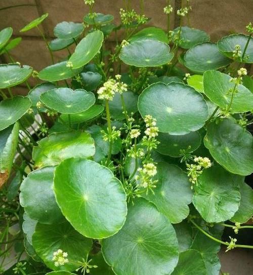  [长爆]河里扯的“野草”，养在鱼缸里，呼呼长爆盆，铜钱草真好养