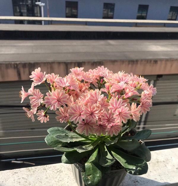 【入手】多肉植物—露薇花,花叶俱美,四季开花不停,养护容易,值得入手
