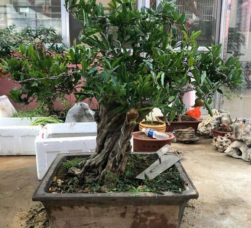  「妙用」盆栽控旺的几个妙用你会吗？学会控旺枝更粗，花更多，型更美