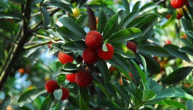 农民在山地里种它，营养价值极高，在市场上非常受欢迎