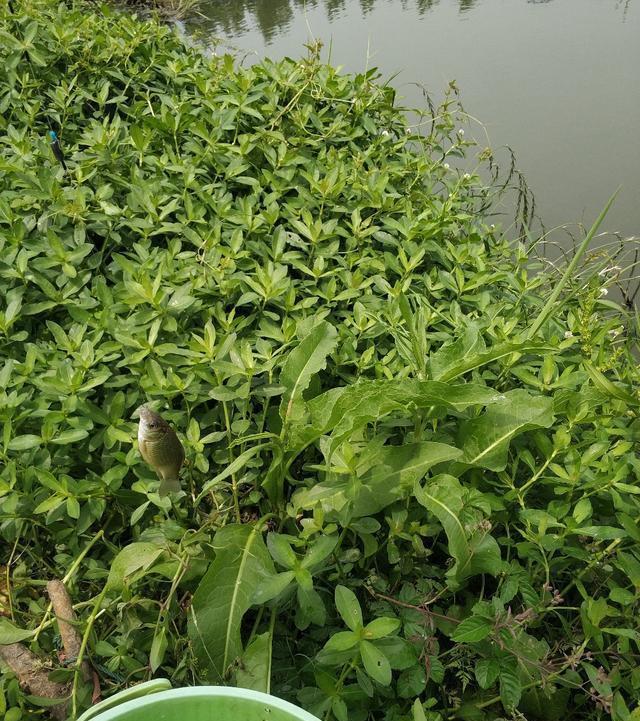 稀巧:正午口稀巧换点,又遇电网肆虐抢鱼忙