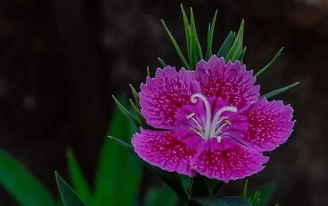 彩色马蹄莲|3种花适合家养,花朵硕大四季开花,客厅养一盆,好养漂亮上档次