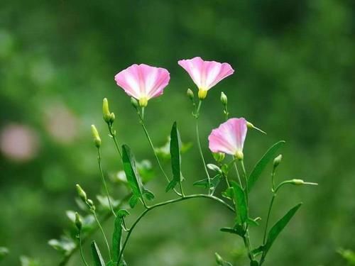  [玉米]玉米田里的“恶草”，农民见到就烦，但嫩叶却是上佳野菜，别错过