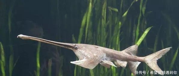  中华鲟|又一个物种灭绝，中国淡水鱼之王未能跨入2020……