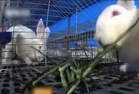  【小伙】农村小伙投资3万养獭兔 一年纯收入40万 三年身价上亿