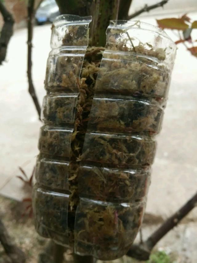  『省钱』1个塑料瓶，居然有8种养花方法，省钱又好用！