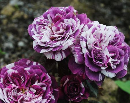  『小花』喜欢在家养殖花卉，就选这几朵小花，花色柔美靓丽，四季繁花似锦