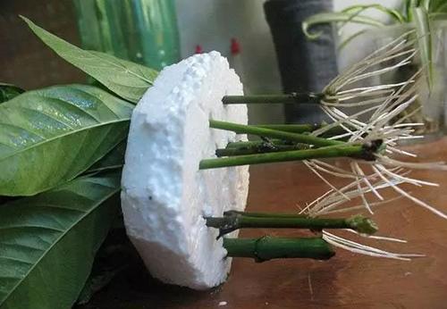  『扦插』最厉害的生根剂，用来养花，轻松养出大白根，啥花都喜欢