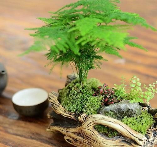  适合：几种花全是绿叶，放在家里充当空气净化器，耐阴又好养