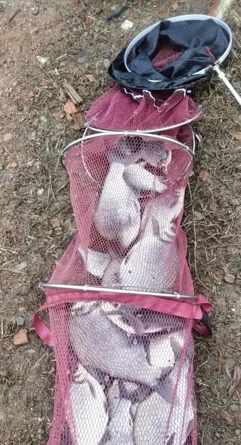 大蓝■大蓝鲫·腥世界爽钓鳊!爆护!爆护!
