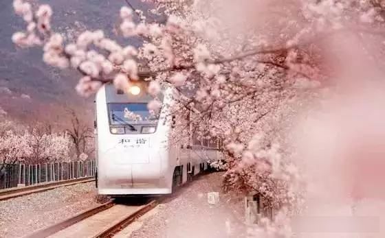 「樱花」中国这些花开成海的地方,美极了