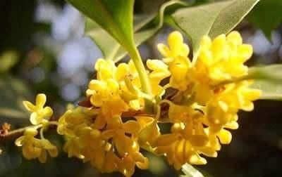  『生长发育』桂花开花时到处充满香味,四季桂常年可以开花,好养吗?