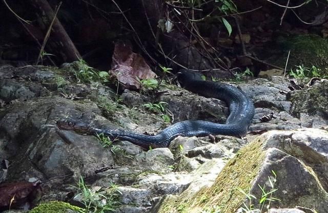 中国路亚钓鱼人远征苏门答腊，前去消灭泛滥成灾的金线多曼鱼