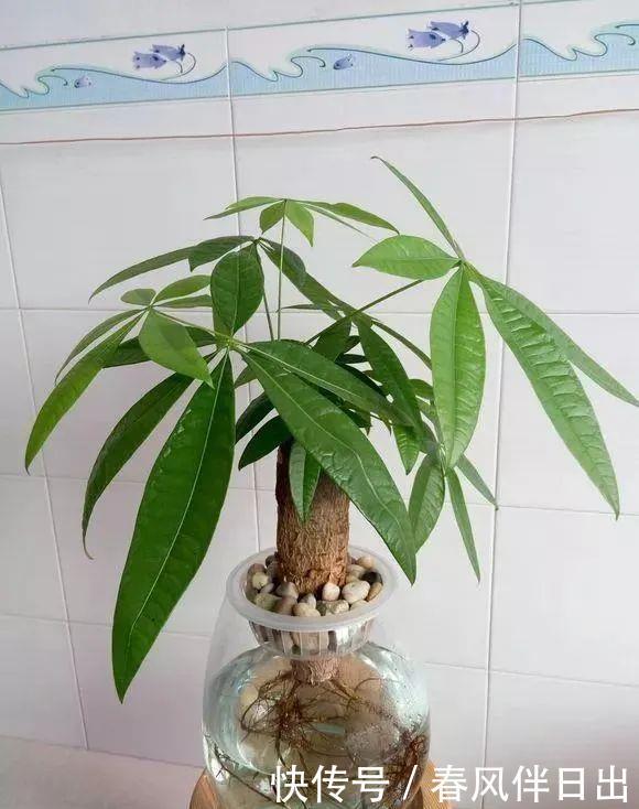  水培花瓶@总是养不好的3种花，赶紧扔水里，越长越有劲！