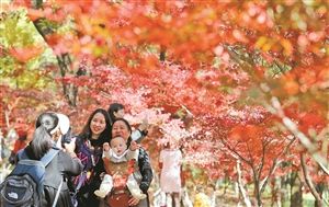 枫叶飘红季美景醉游人