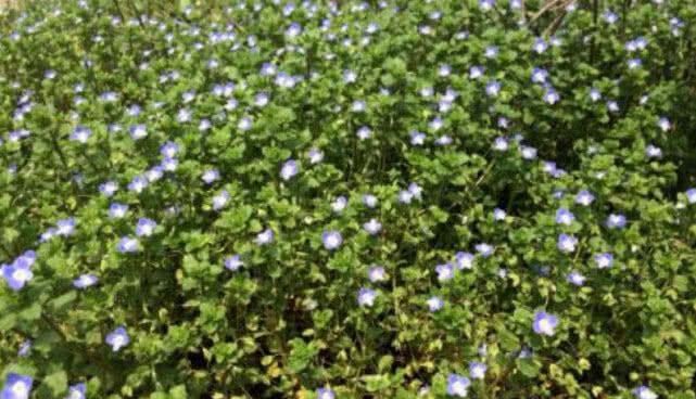 这种野草能够祛风除湿，过去农民见到就拔掉，殊不知如今很珍贵