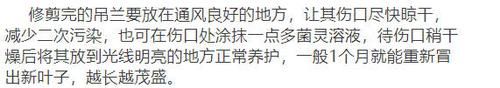  #新叶#三月给这五种花“剃个头”，新叶呼呼冒不停，越长越精神！