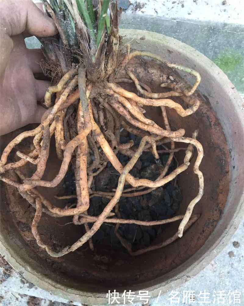 「养兰」任性养兰:“穷养”也出品,板结也冒花,靠老天赏雨活着!