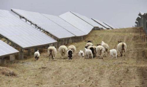  解决■一个困扰美俄的问题，中国放了几千只羊，世界性难题就这