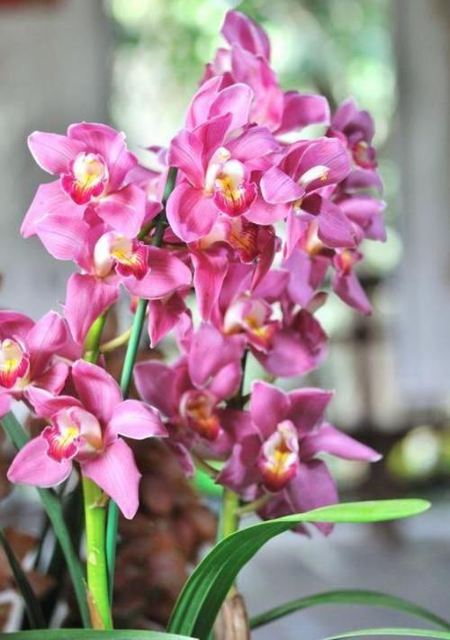  『凤仙花』4种花适合新手养，不用费心，沾土就活，给水就疯长