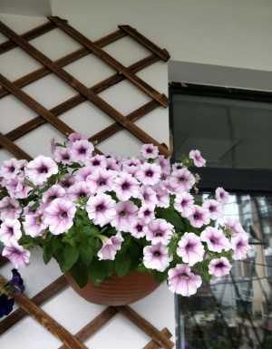  值得|此盆栽花超级好养，花色绚丽，花多易爆盆，全年开不停，值得拥有