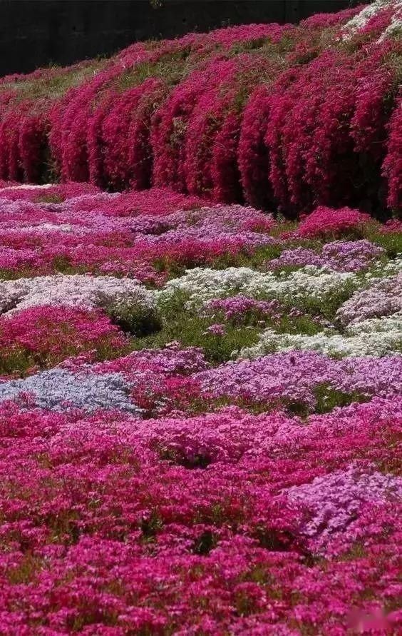  【漫步】春暖花开，谁能陪我漫步这么美的路？