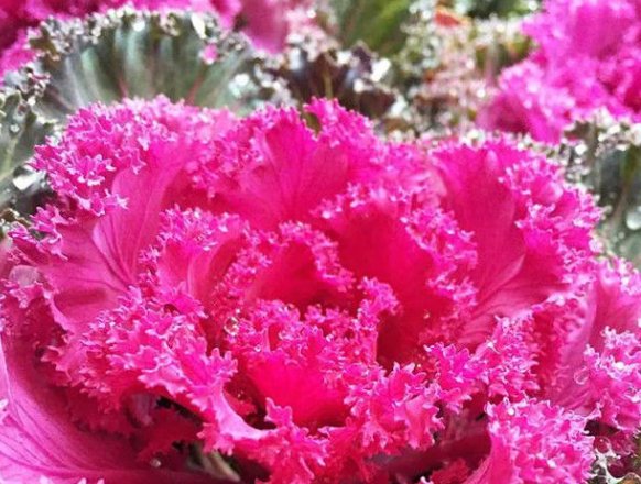  #养殖#新手养殖！院子养些“花中精品”羽衣甘篮，开花时美不胜收