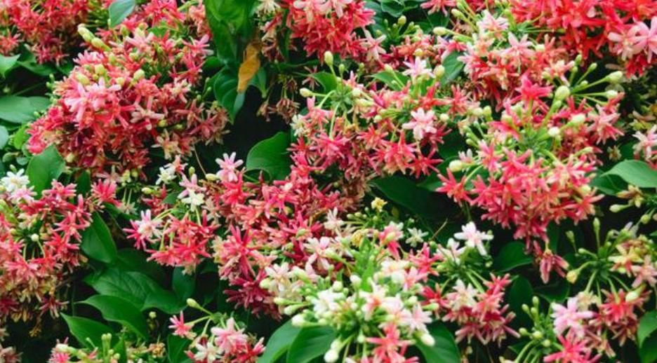  『绿萝』1种“君子花”，比绿萝好养，比君子兰漂亮，花期长、花香四溢！