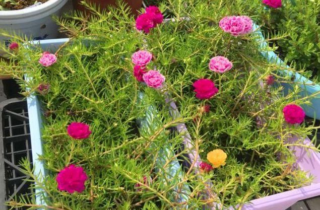 盆栽:最坚强的“1种花”,仅把“一个枝丫”放盆里,都能长成美盆栽
