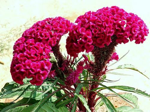 『堪称』在家养这几种植物,堪称迷你小药箱,让身体越来越健康!