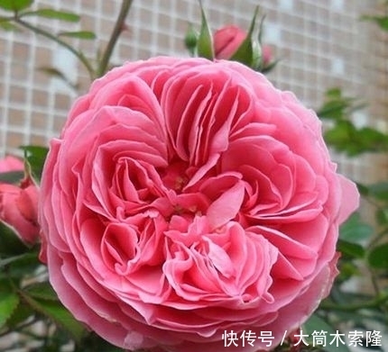 『下次』第一次去重庆女朋友家,一进院子那叫一漂亮!不舍得走,下次还来