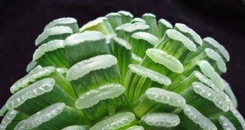  #价值#这几种天价植物，有人买都没有人养，因为养花大神都说这太难了