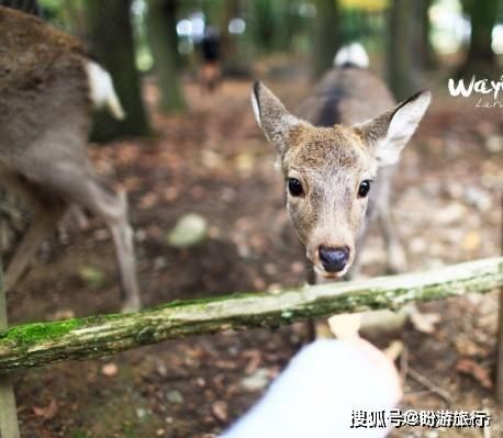  「祈福的灯笼」DAY2日本深度自由行之大阪都门奈良城崎旅行日记