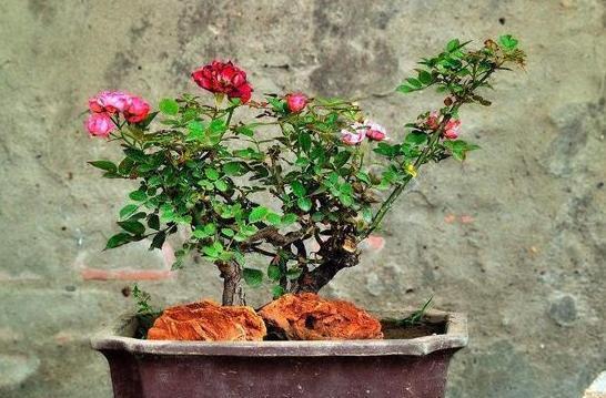  「杀菌消毒」花卉绿植老黄叶烂根怎么办？给它''喂点药''，叶片绿根须粗壮
