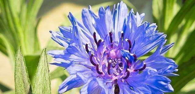 「花友们」此花,有一个美丽的故事,最爱那一抹蓝,不开花是因为几种原因