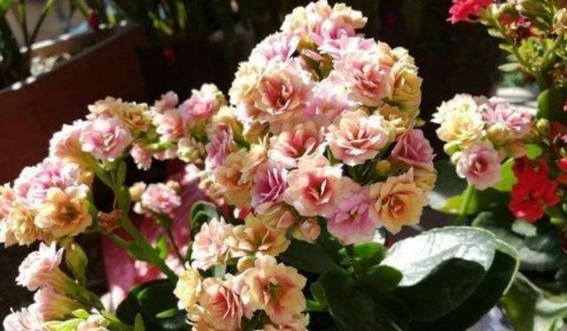  「生长」掌握长寿花的修剪方法,让长寿花花开满枝头!
