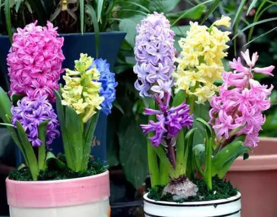  『适合』5种花不用管也能开爆盆，最适合懒人养，年年开花不断，美翻天！