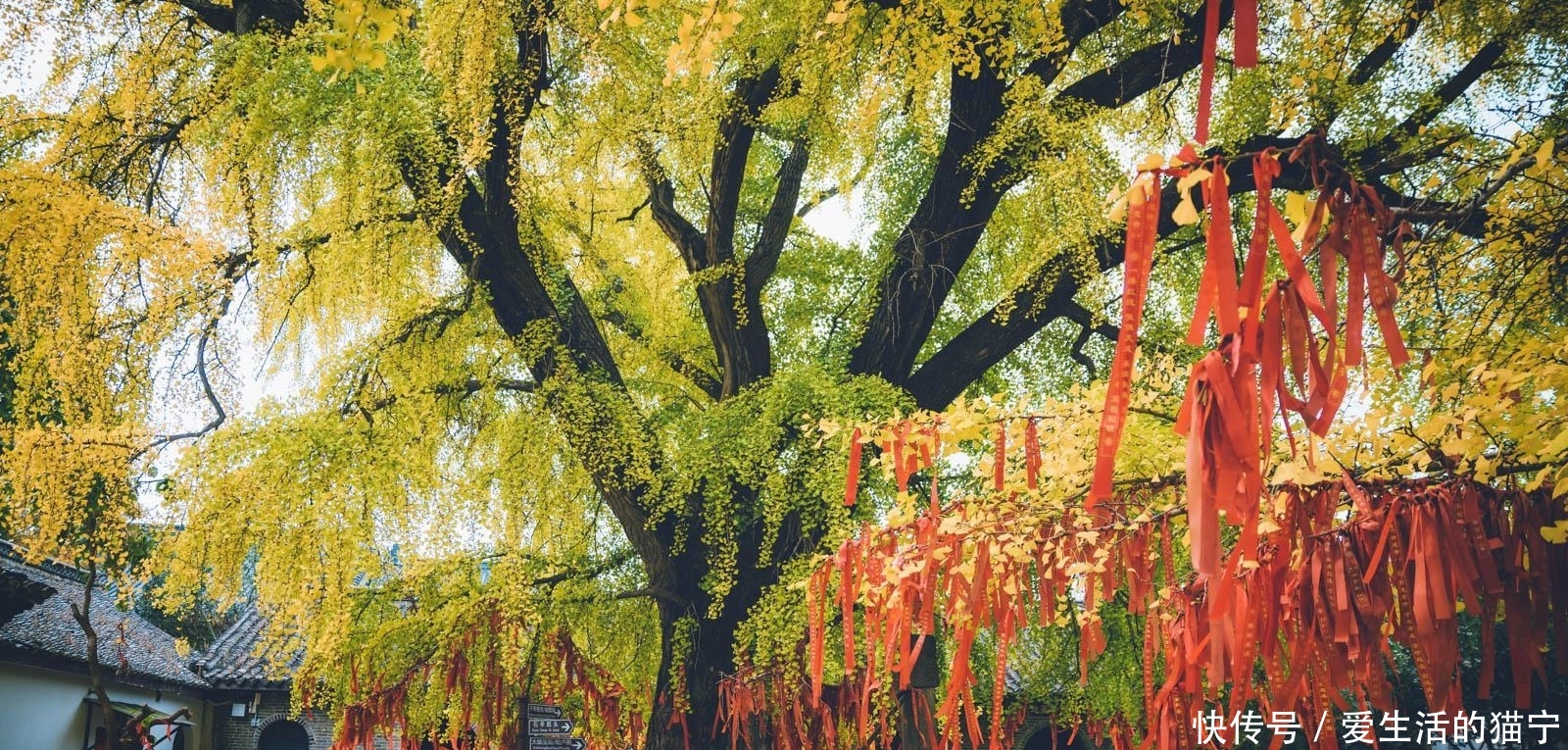 安徽最美秋色即将上线 三个人少景美的赏秋胜地 错过要再等一年