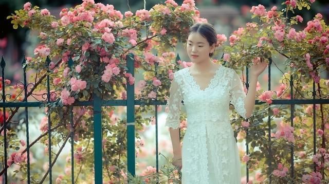  #月季#梅雨季节月季怎么养？杜绝黑斑病虫害，正常施肥别乱剪，严防烂根