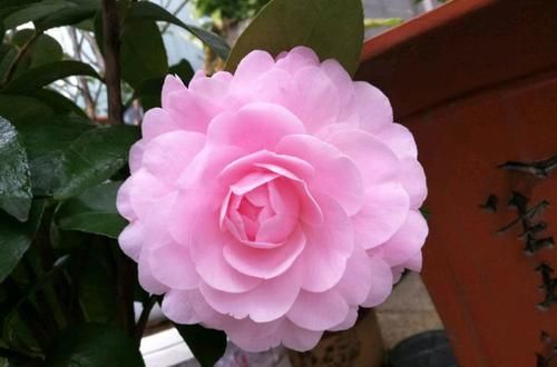  『值得』养花就养此款花，植株冠形丰满紧凑，养殖容易，值得拥有
