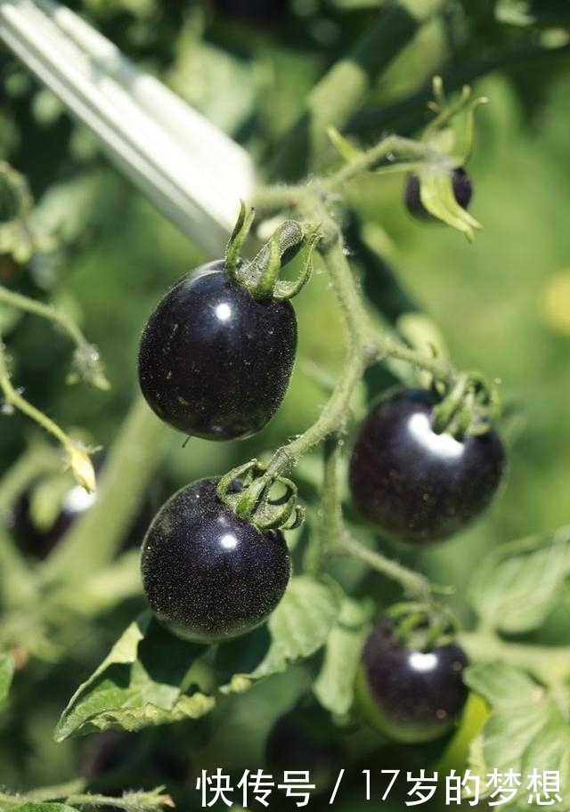 有一种水果，农民种了都舍不得吃，但是吃了会让人变美