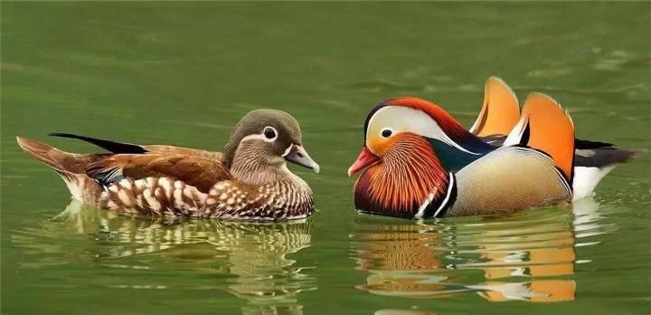 美国公园发现一对“中国鸟”,上千游人围观拍照,大呼美丽