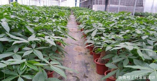  [根部]花卉种植技术：发财树根部腐烂怎么，发财树烂根救治方法步骤！
