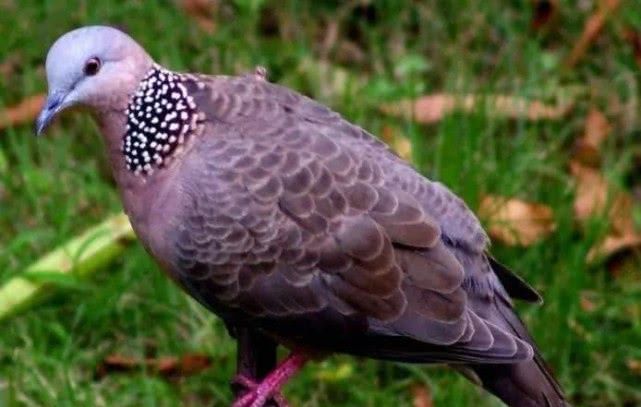 7种来自农村的“野味”，城里人压根就没见过，更别提吃过几种