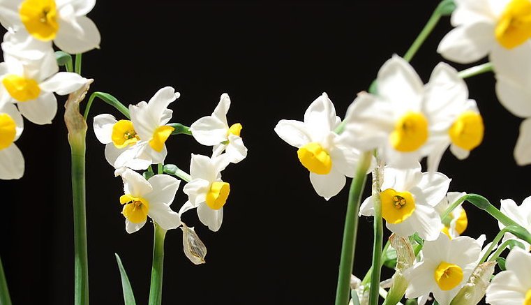  『花香』盆栽风信子,这样养护,花一串串的开,花香飘满屋!