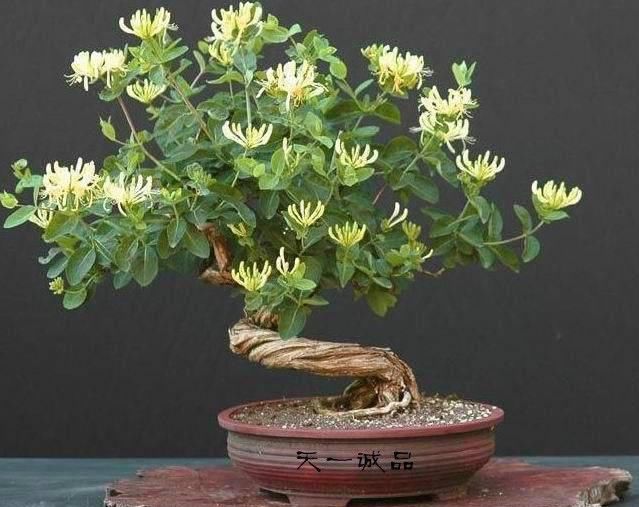  『树木盆景』盆景这么搭配才漂亮，一景、二盆、三架完美组合