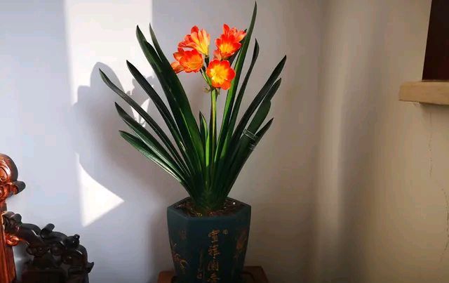 「发根」无根的君子兰怎么发根,3个快速发根技巧,不要直接用盆土扦插