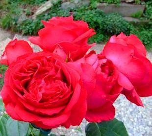  『最佳状态』此花花色艳丽，花期长，花量大，被称为花中皇后，是十大名花之一