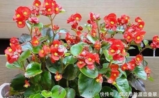 居家|夏季高温天,想要居家赏花就盆栽它们,一片叶子都能扦插成苗