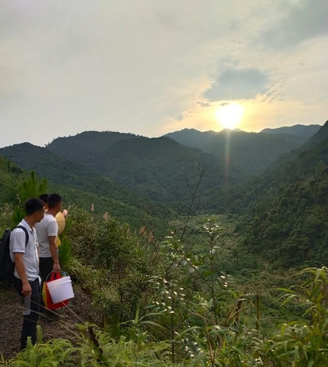  【植物】深山林里的小溪边，长着一种肉嘟嘟的植物，你吃过吗？